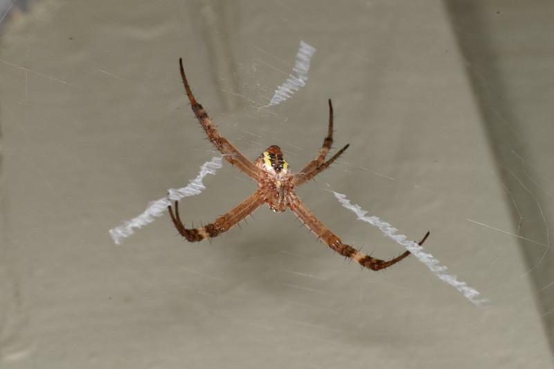 Argiope_keyserlingi_D4184_Z_88_Alexandra hills Brisbane_Australie.jpg